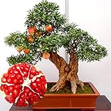 Bloom Green Co. Grano gigante Bonsai de jardín Planta Deliciosa Dulce de frutas Suculentas Ãrbol perenne 100Partículas/Bolsa para maceteros: 20 uds